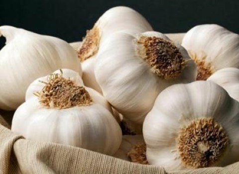 تصویر 1 از خرید و قیمت سیر سفید همدان + فروش صادراتی